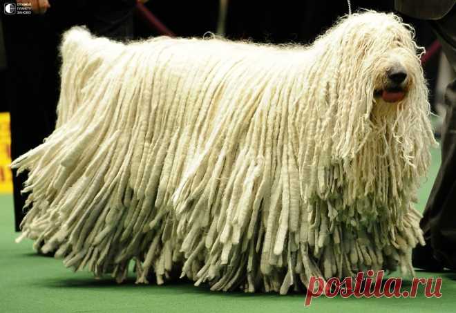 Комондор - собака с дредами - Путешествуем вместе