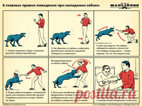 6 главных правил поведения при нападении собаки