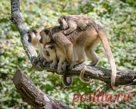 Familia de monos caraya libres en la reserva de monos caraya en la cumbre Cordoba La reserva mono caraya de la cumbre rehabilita monos en cautiverio , se han creado bosques donde viven libremente y forman grupos familiares y se reproducen libremente . Actualmente hay 130 monos que han recobrado su libertad. Una gran tarea se realiza en este lugar.