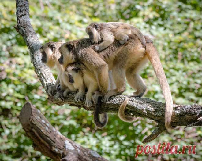 Familia de monos caraya libres en la reserva de monos caraya en la cumbre Cordoba La reserva mono caraya de la cumbre rehabilita monos en cautiverio , se han creado bosques donde viven libremente y forman grupos familiares y se reproducen libremente . Actualmente hay 130 monos que han recobrado su libertad. Una gran tarea se realiza en este lugar.