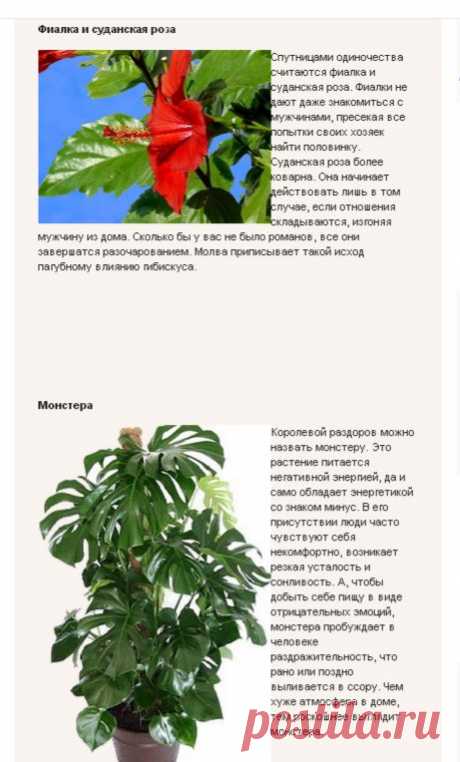 5 КОМНАТНЫХ РАСТЕНИЙ - К РАЗДОРАМ В СЕМЬЕ !!!  **4 -Фиалка и Суданская роза, 5 -Монстера.