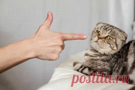 Можно ли правильно наказать кошку? | Ilike.pet | Яндекс Дзен