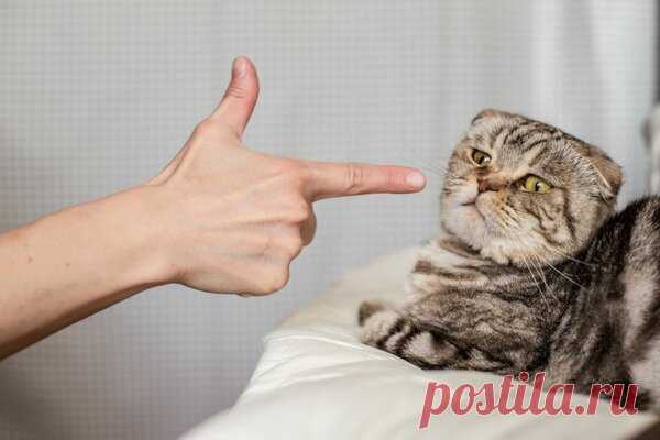 Можно ли правильно наказать кошку? | Ilike.pet | Яндекс Дзен