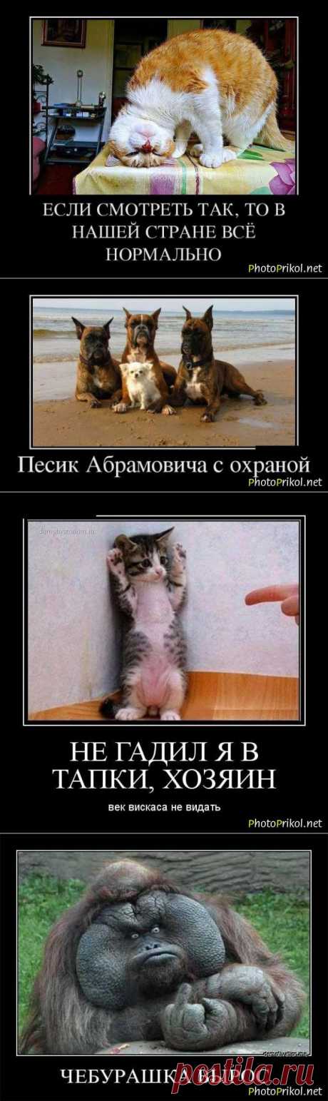 Смешные демотиваторы с животными (40 картинок) - Приколы www.photoprikol.net