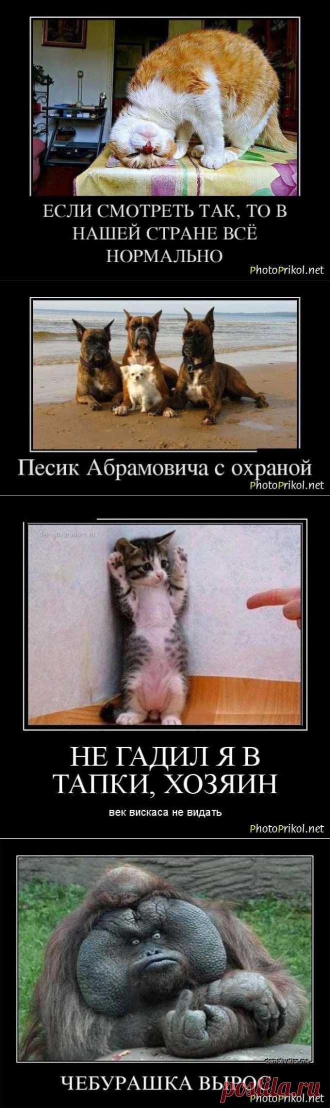 Смешные демотиваторы с животными (40 картинок) - Приколы www.photoprikol.net