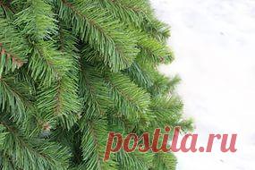 Народные методы лечения заболеваний с помощью ели.