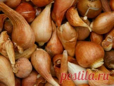 Луковичные: выбор посадочного материала
Под «луковичными» обычно подразумевают всю совокупность растений, у которых имеются запасающие и зимующие органы в виде луковиц (тюльпаны, амариллисы, рябчики, подснежники, колокольчики, гиацинты, лилии, нарциссы), клубней (арум, бегония, каладиум, глоксиния), клубнелуковиц (крокусы, гладиолусы, ацидантера, иксия, монтбреция, крокосмия, тритония), утолщенных корневищ (анемоны, цикламен, глориоза, бегония рекс, аспарагус, мята, пионы, лилейники), корнеклуб