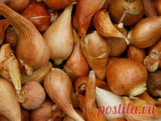 Луковичные: выбор посадочного материала
Под «луковичными» обычно подразумевают всю совокупность растений, у которых имеются запасающие и зимующие органы в виде луковиц (тюльпаны, амариллисы, рябчики, подснежники, колокольчики, гиацинты, лилии, нарциссы), клубней (арум, бегония, каладиум, глоксиния), клубнелуковиц (крокусы, гладиолусы, ацидантера, иксия, монтбреция, крокосмия, тритония), утолщенных корневищ (анемоны, цикламен, глориоза, бегония рекс, аспарагус, мята, пионы, лилейники), корнеклуб