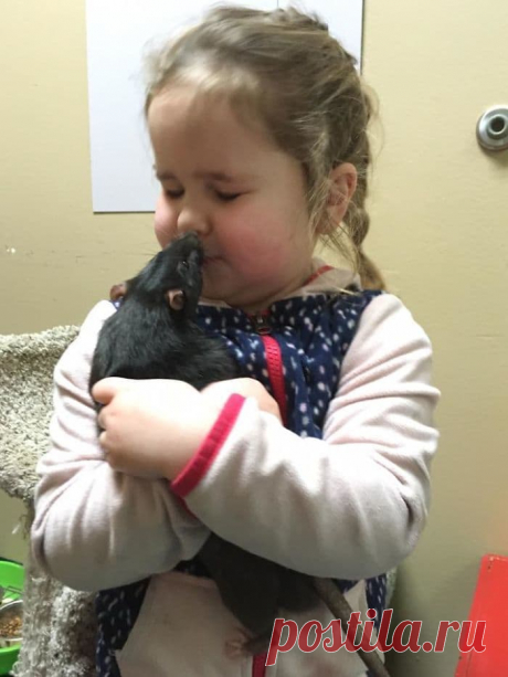 Это неразлучное звериное трио рушит все стереотипы о дружбе