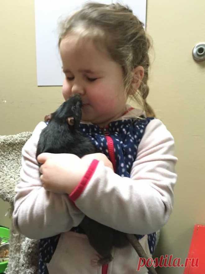 Это неразлучное звериное трио рушит все стереотипы о дружбе