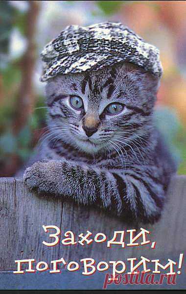 Котяра в кепке