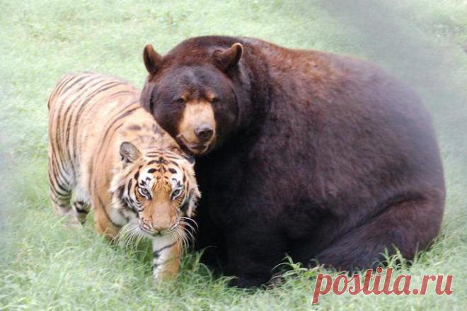 Невероятная дружба льва, тигра и медведя / Питомцы