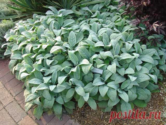 Чистец византийский (Stachys byzantina).