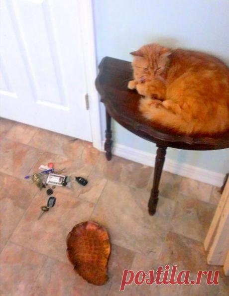 Животные, которым наплевать на все условности и правила поведения Мы тратим много времени и сил на то, чтобы обучить и одомашнить животных, однако в конце дня их дикие инстинкты иногда проявляются сами собой. И тогда им становится наплевать на все условности и правила поведения, которым их обучали до этого!