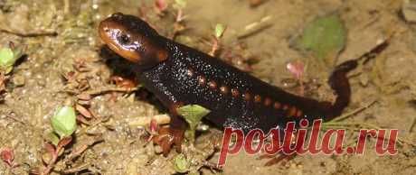 Крокодиловый тритон Tylototriton shanorum, Мьянма.
https://www.iucnredlist.org/details/73736309/0