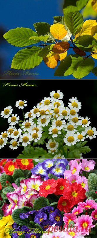 Обои для рабочего стола с цветами: сентябрь 2014