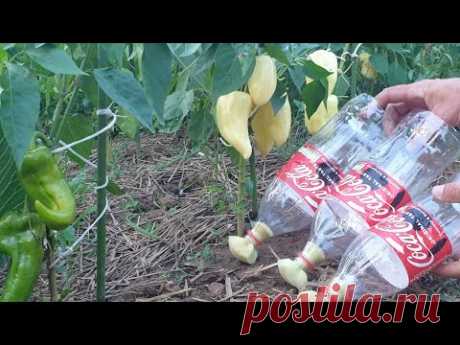 Простейшая система полива растений с помощью пластиковых бутылок