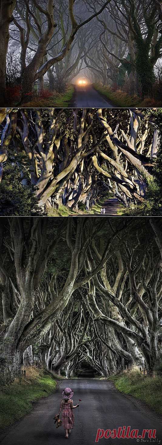 Древесный тоннель - аллея из буков в Ирландии.