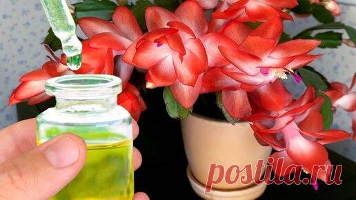 пару капель и декабрист, герань, спатифиллум и другие цветы оживают и пышно цветут долго. био подкормка | ГЕНЕРАЛЬСКИЙ САД | Дзен