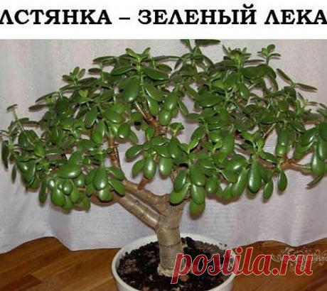 Толстянка -зелёный лекарь