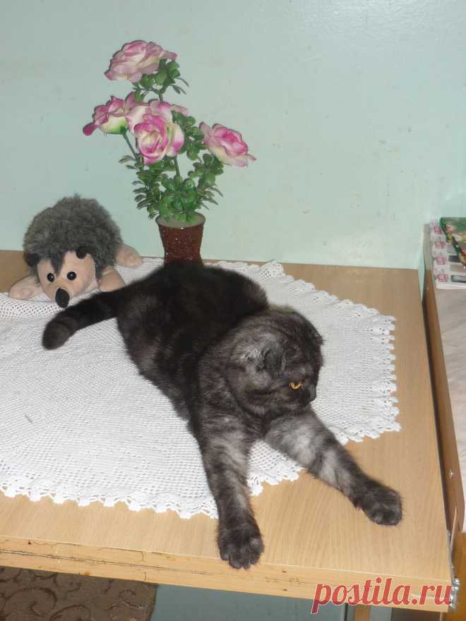Кошка Жемчужинка