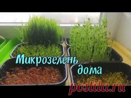 Микрозелень дома/Выращиваю витамины