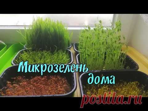 Микрозелень дома/Выращиваю витамины