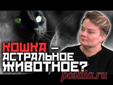 Почему коты – проводники в мир мертвых... Правдивые приметы о котах!