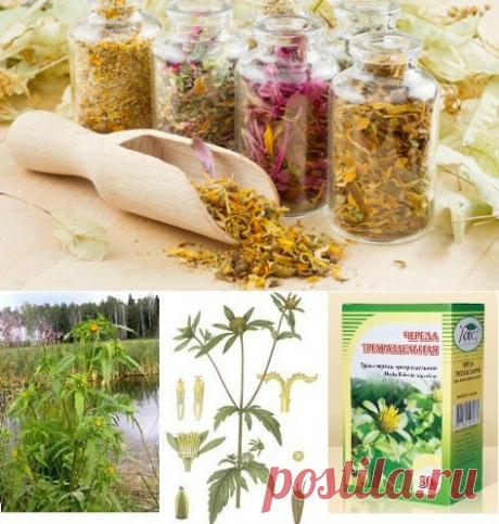 Как применять череду для ухода за жирной и проблемной кожей