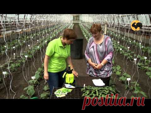 "Моя любимая дача!": КАК ПОСАДИТЬ ОГУРЦЫ
