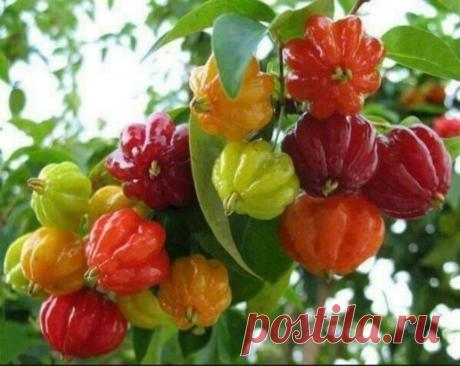 Суринамская вишня... Диво дивное!!!