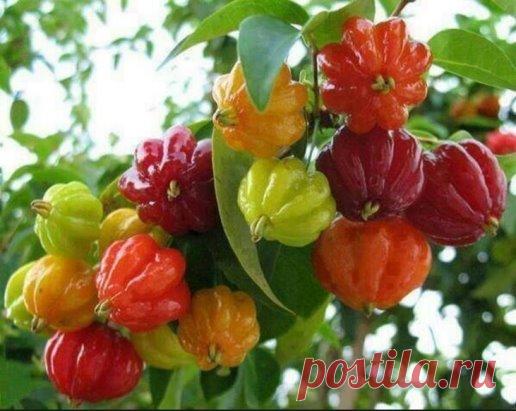 Суринамская вишня... Диво дивное!!!