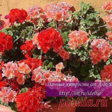 Черенкуем герань