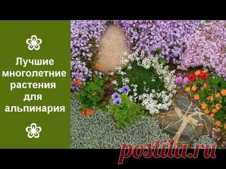 ❀ Лучшие многолетние растения для альпинария