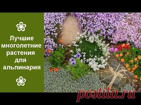 ❀ Лучшие многолетние растения для альпинария