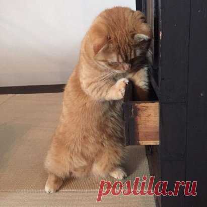 Потому что кот должен знать где и что ты прячешь