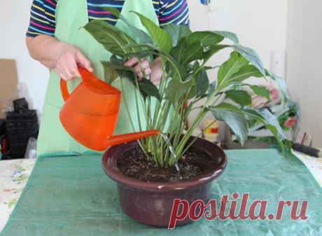 Спатифиллум: пересадка мастер-класс, шаги и фото на Supersadovnik.ru