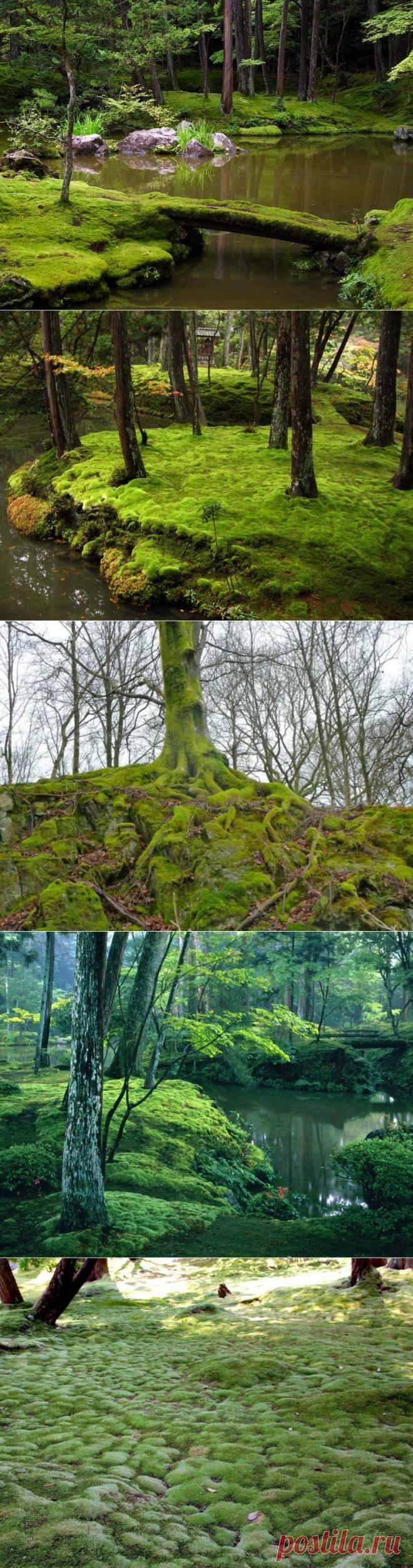 Фантастический сад мхов / Всё самое лучшее из интернета