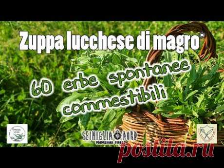 60 erbe spontanee commestibili, elenco piante ad uso alimentare