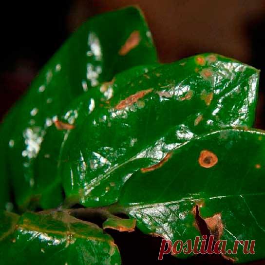 Болезнь комнатных растений Пятнистость листьев. На листьях цитруса, диффенбахии, драцены и других растений появляются мокнущие коричневые пятна. При сильном поражении мелкие пятна увеличиваются в размерах и сливаются, поражая лист целиком. Заболевание может иметь как бактериальную, так и грибковую природу.