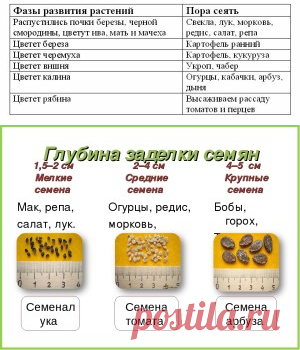5 причин плохого прорастания и развития растения при посеве семян в открытый грунт. | Для дачников.ру