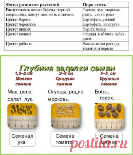 5 причин плохого прорастания и развития растения при посеве семян в открытый грунт. | Для дачников.ру