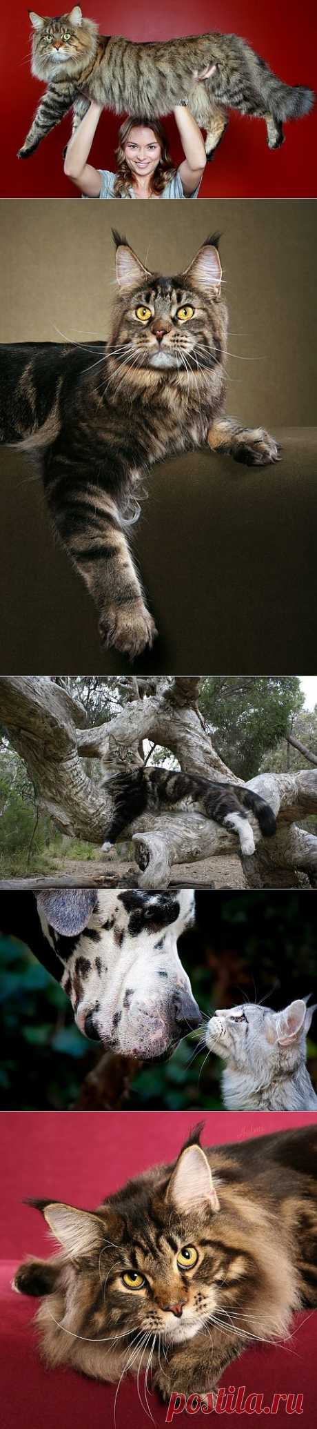 Коты породы мейн-кун (28 фото)

Моя мечта... Самые шикарные кошки в мире.
Мейн-кун (Maine Coon) – аборигенная порода полудлинношерстных кошек, предки которых проживали на фермах штата Мэн, Северо-Восточная Америка. Мейн-куны известны своим высоким интеллектом, ласковым характером. Данная порода носит статус одной из самых крупных домашних кошек в мире: средний вес самок составляет 4,5-6 кг, а вес самцов может колебаться от 7 до 12 кг.