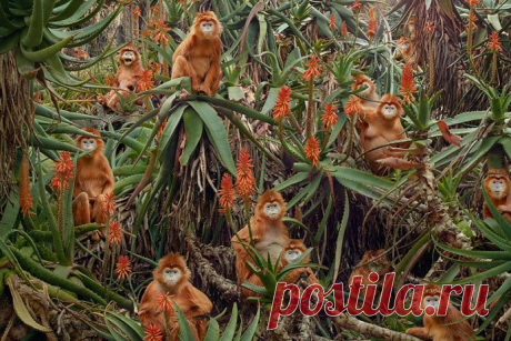 ФОТО: В воображаемом царстве животных - научно-популярный журнал GEO