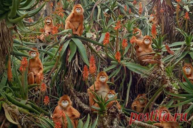 ФОТО: В воображаемом царстве животных - научно-популярный журнал GEO