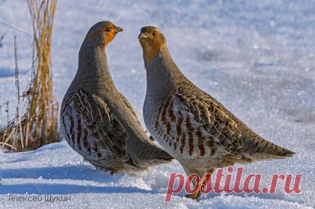 Автор: Алексей Щукин

Серые куропатки