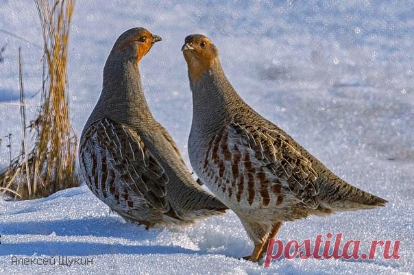 Автор: Алексей Щукин

Серые куропатки