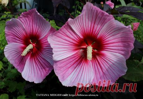 СЕМЕНА ТРАВЯНИСТЫХ ГИБИСКУСОВ - №93