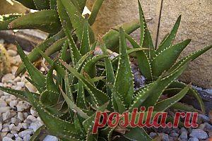 Алоэ вера – целитель веков: лечение соком и использование препаратов | ПолонСил.ру - социальная сеть здоровья