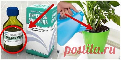 Перекись водорода для комнатных растений